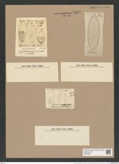Coscinodiscus lewisianus Grev. (de-Toni-Nr.: Genus 202, Species 5446) Zeichnungen Sammlung Grunow Nr. 8897 (NHMW-BOT-W0378551)